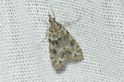 <i>Eudonia mercurella</i>