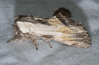 <i>Harpyia milhauseri</i>