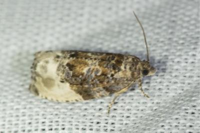 <i>Hedya nubiferana</i>