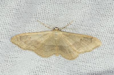 <i>Idaea aversata</i>