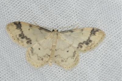 <i>Idaea trigeminata</i>