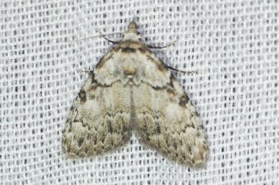 <i>Meganola strigula</i>