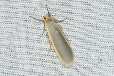 <i>Nyea lurideola</i>