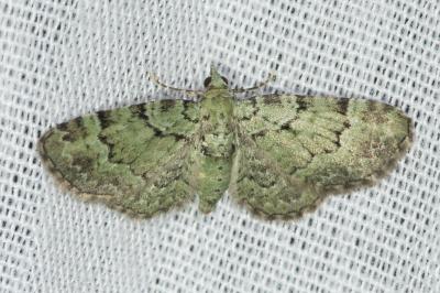 <i>Pasiphila rectangulata</i>
