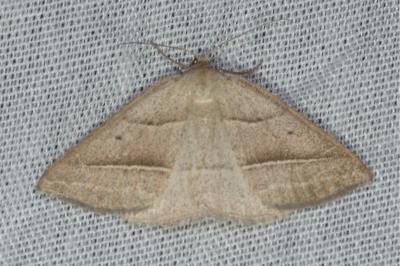 <i>Petrophora chlorosata</i>