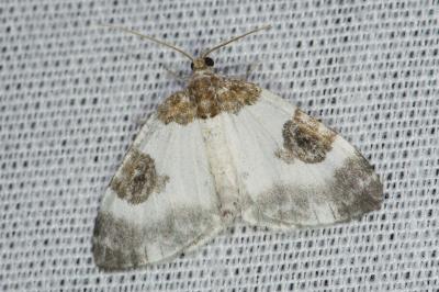 <i>Plemyria rubiginata</i>