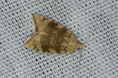 <i>Aleimma loeflingiana</i>