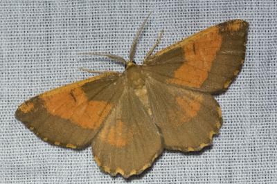 <i>Angerona prunaria</i>