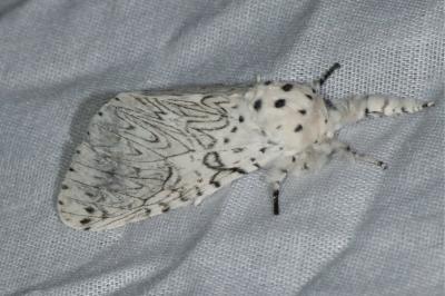 Cerura erminea