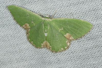 <i>Comibaena bajularia</i>