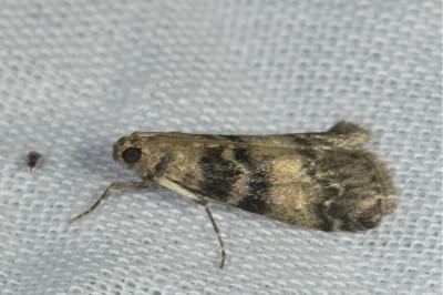 <i>Euzophera pinguis</i>
