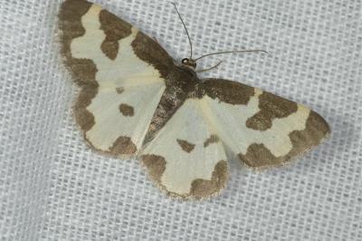 <i>Lomaspilis marginata</i>