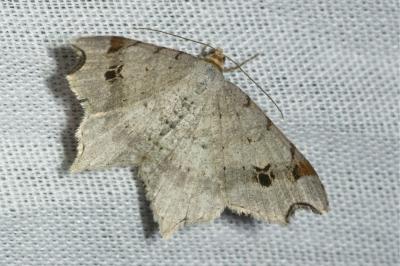 <i>Macaria alternata</i>