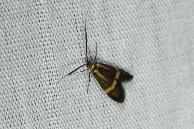 <i>Nemophora degeerella</i>