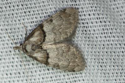 <i>Nola cucullatella</i>