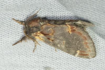 <i>Notodonta dromedarius</i>