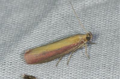 <i>Oncocera semirubella</i>