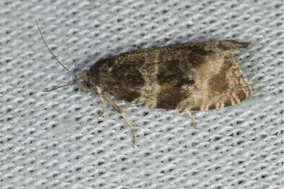 <i>Orthotaenia undulana</i>