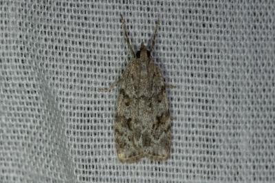 <i>Scoparia</i>