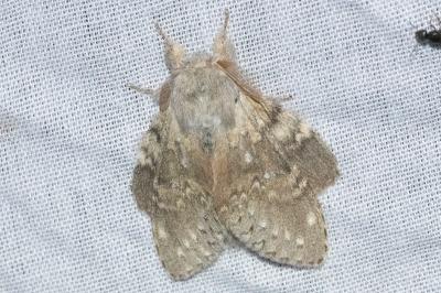 <i>Stauropus fagi</i>