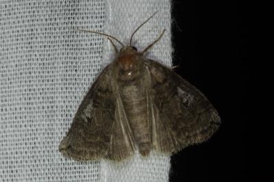 <i>Tethea or</i>