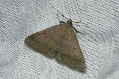 <i>Zanclognatha lunalis</i>