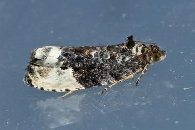 Hedya nubiferana