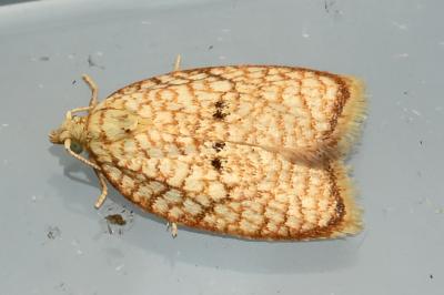 <i>Acleris forsskaleana</i>