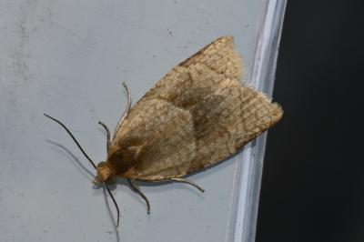 <i>Clepsis rurinana</i>