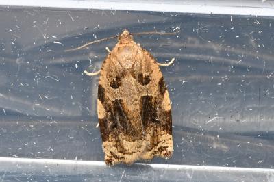 <i>Archips xylosteana</i>