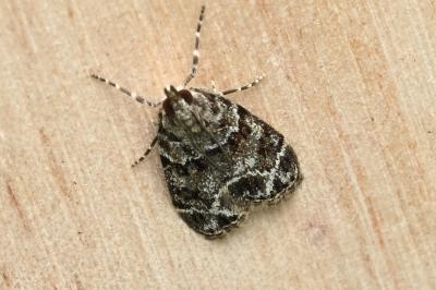 <i>Eudonia mercurella</i>