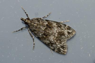 <i>Eudonia mercurella</i>