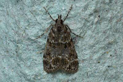 <i>Eudonia mercurella</i>