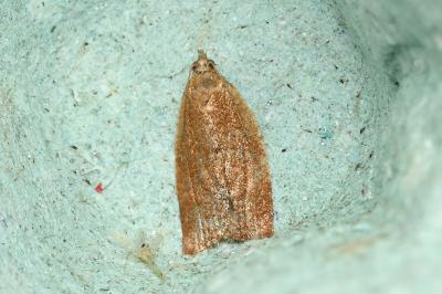 <i>Clepsis consimilana</i>