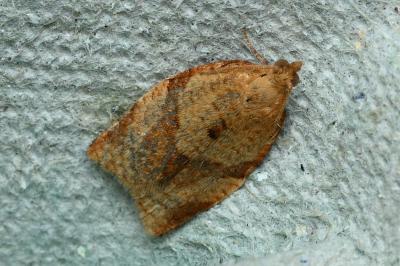 <i>Clepsis consimilana</i>
