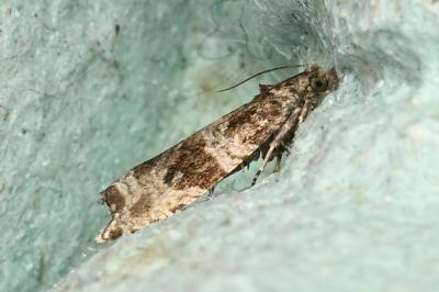 <i>Celypha cespitana</i>
