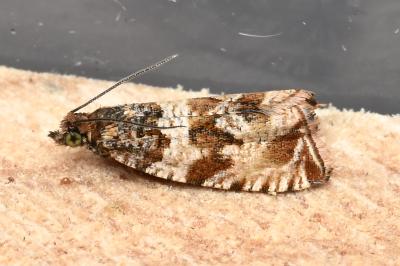 <i>Celypha cespitana</i>