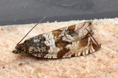 <i>Celypha cespitana</i>