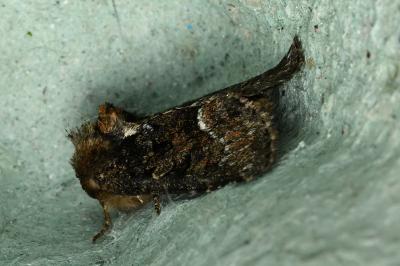 <i>Oligia</i>