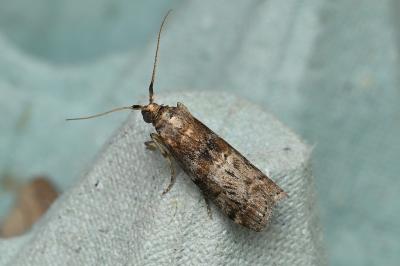 <i>Phycita roborella</i>