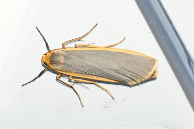 <i>Nyea lurideola</i>