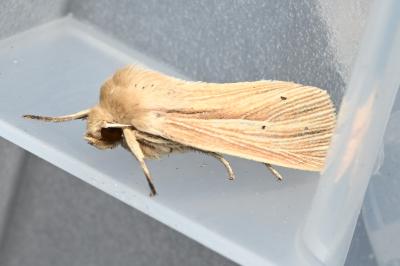 <i>Mythimna impura</i>