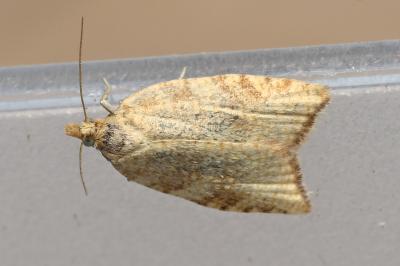 <i>Aleimma loeflingiana</i>