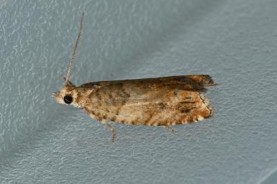 <i>Epinotia abbreviana</i>