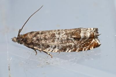 <i>Ancylis achatana</i>