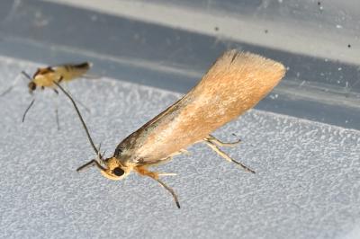 <i>Crassa unitella</i>
