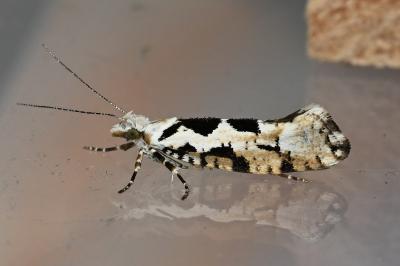 <i>Ypsolopha sequella</i>