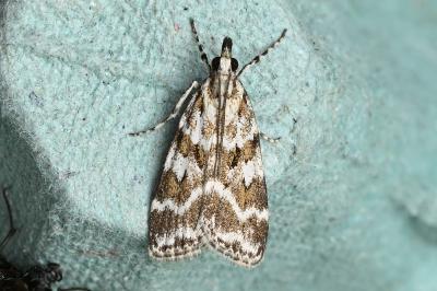 <i>Scoparia pyralella</i>