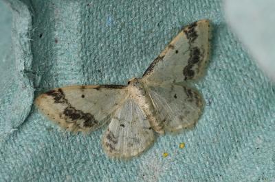 <i>Idaea trigeminata</i>