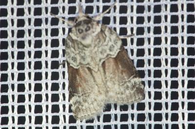 <i>Nycteola siculana</i>